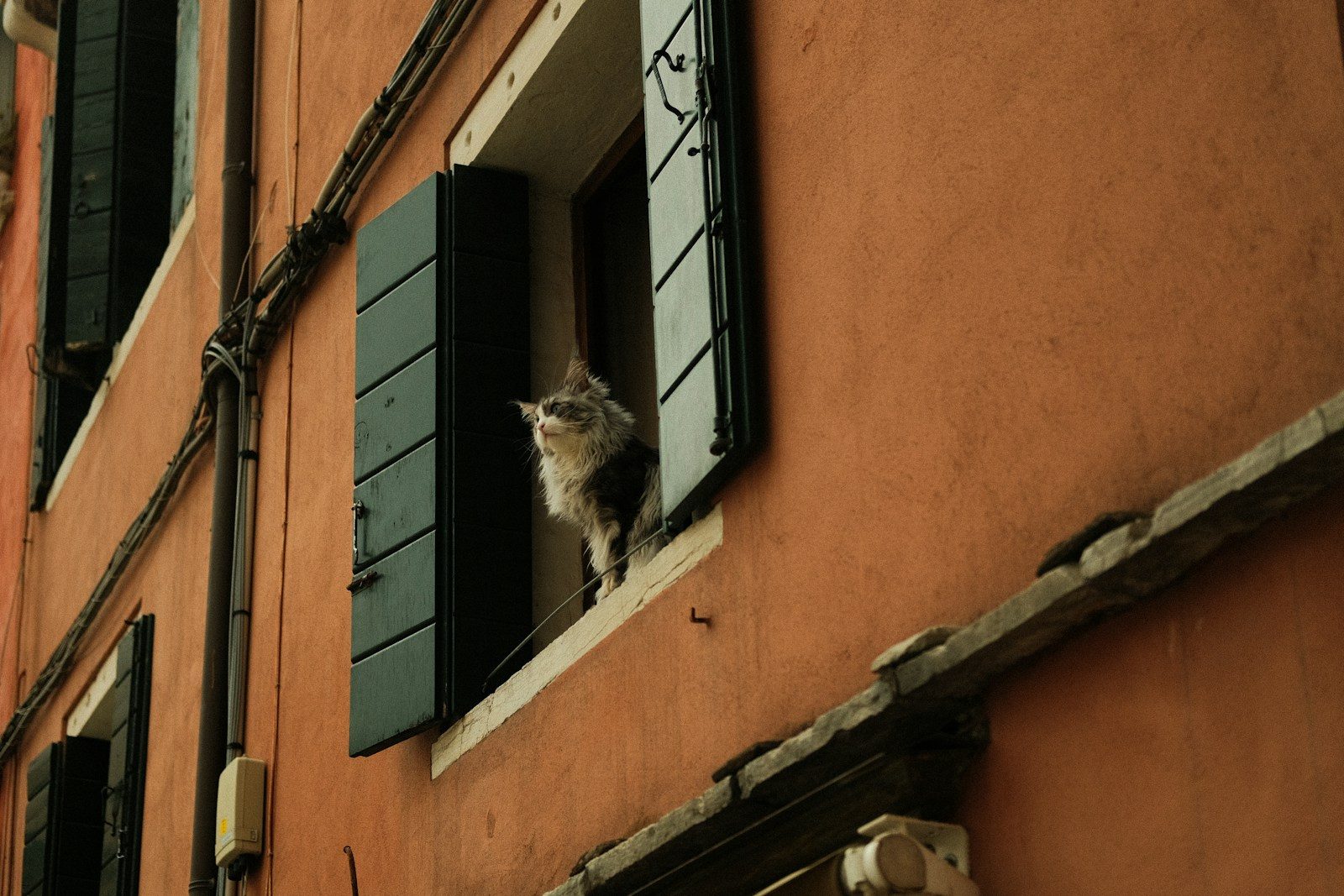 A cat peeks out of an open window.
