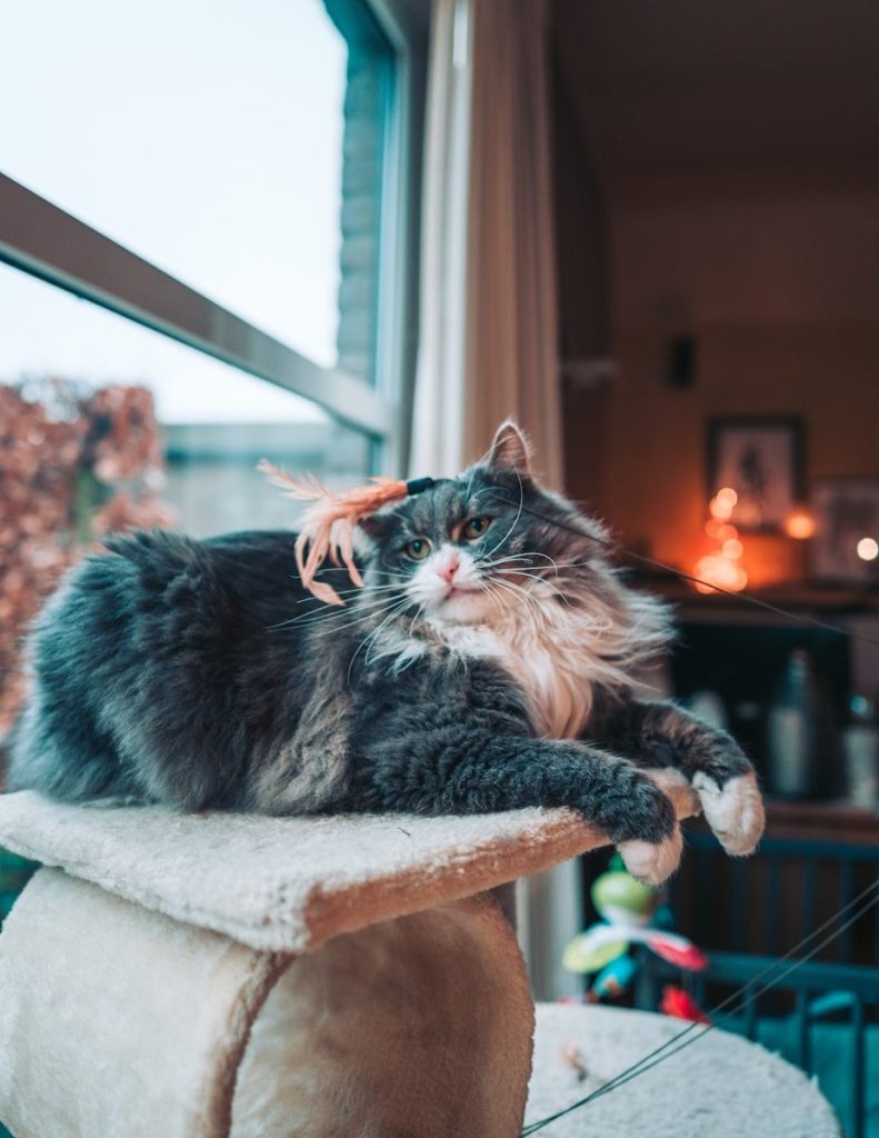 A cat laying on top of a scratching post