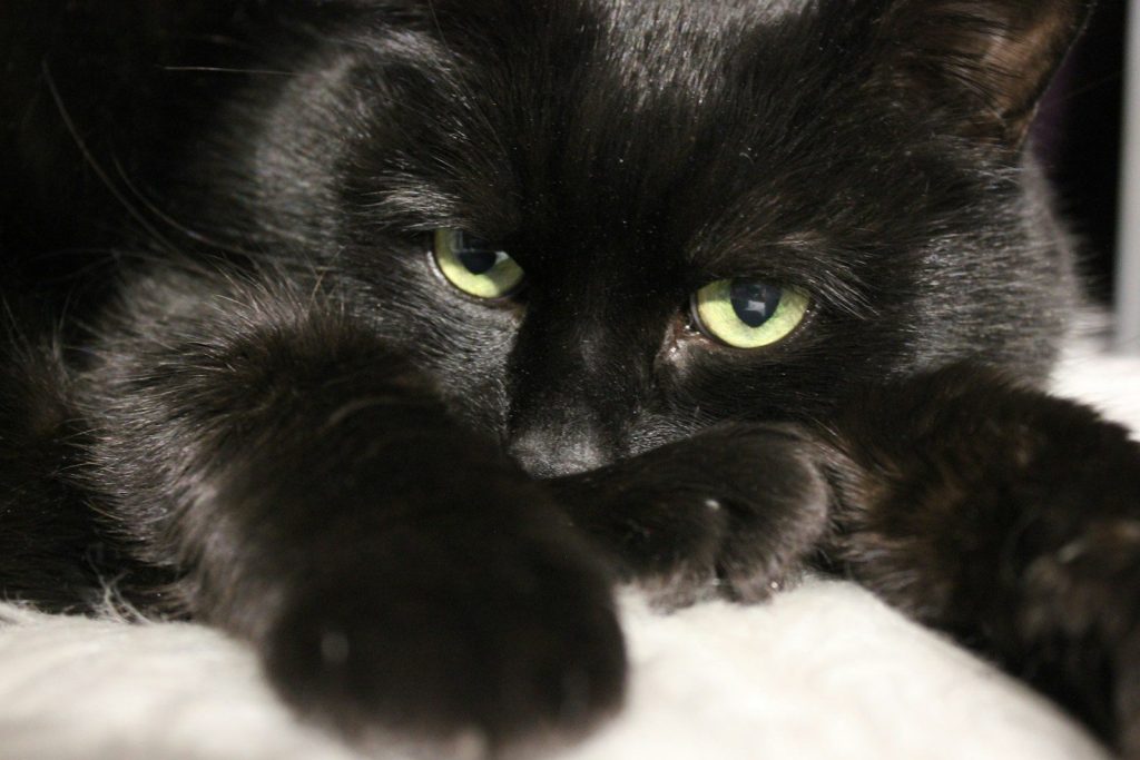 a black cat lying on a white surface