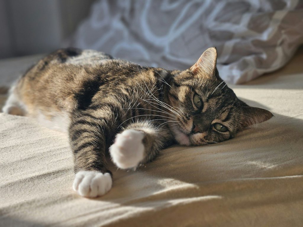 Cat relaxing on a bed, enjoying the sunlight.