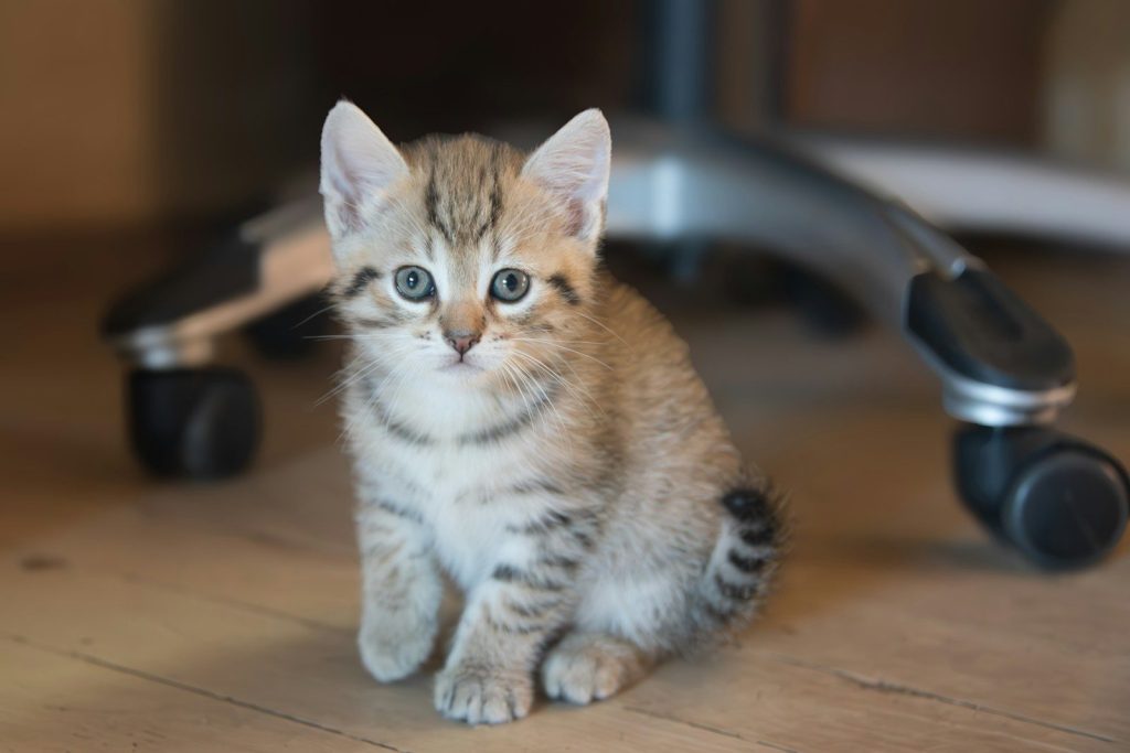a small kitten sitting on a wooden floor