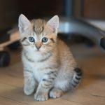 a small kitten sitting on a wooden floor