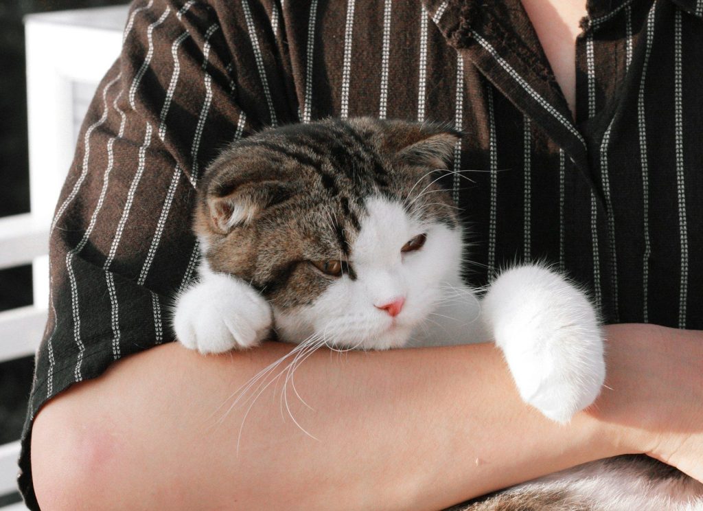 brown tabby cat lying on brown and black textile