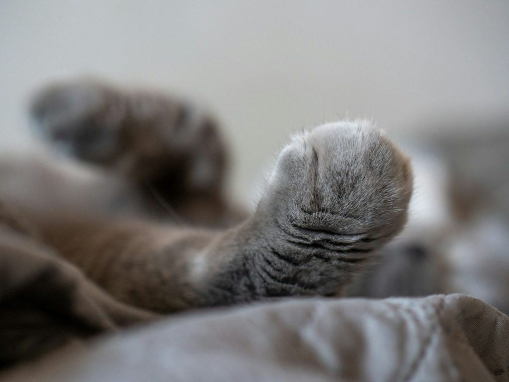 Close-up of a gray cat's paw on a blanket.