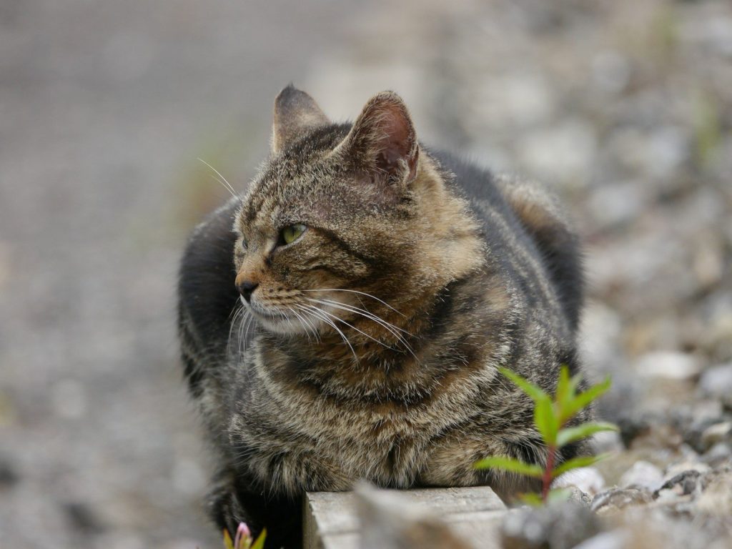 A cat sitting on a rock next to a plant
