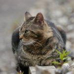 A cat sitting on a rock next to a plant