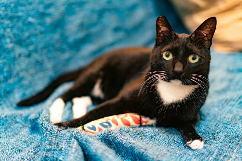tuxedo cat on blue and white textile