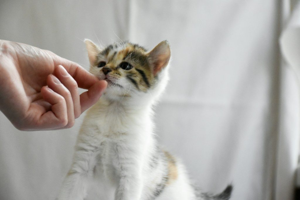 a small kitten is being petted by a person