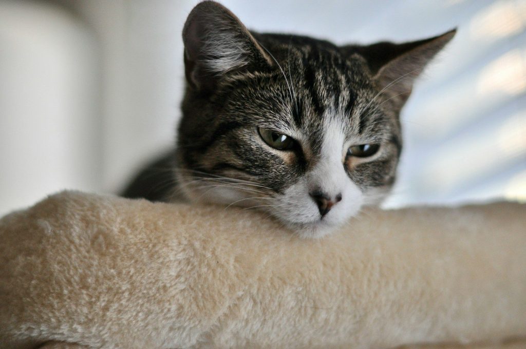 A tabby cat rests on a fuzzy surface.