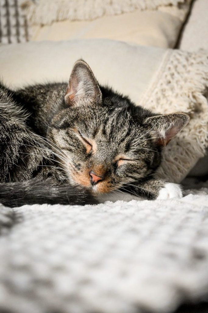 A tabby cat sleeps peacefully on a textured blanket.