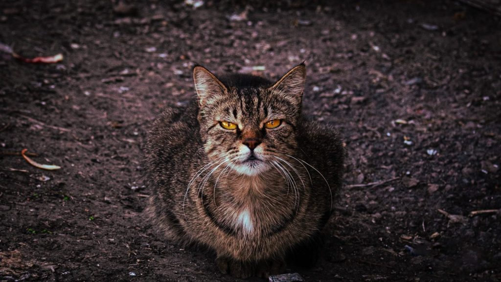 A tabby cat with intense yellow eyes sits on dirt.