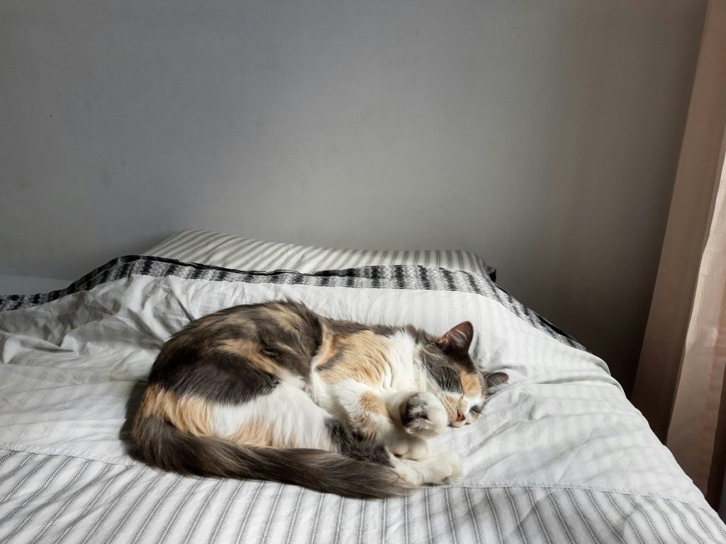 brown and white cat lying on bed
