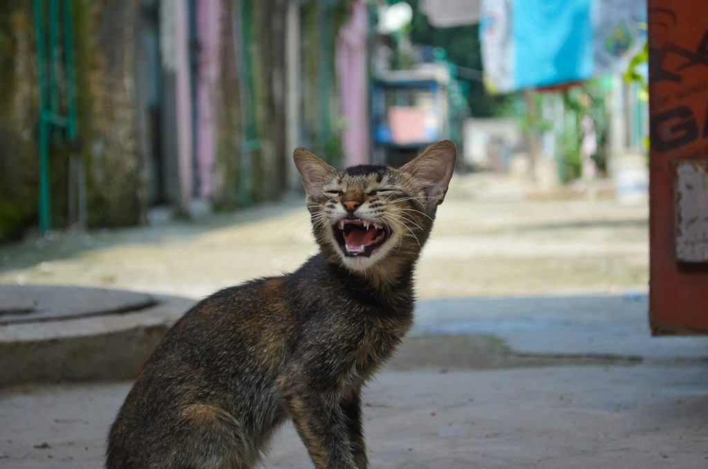short-furred gray and brown cat