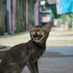short-furred gray and brown cat