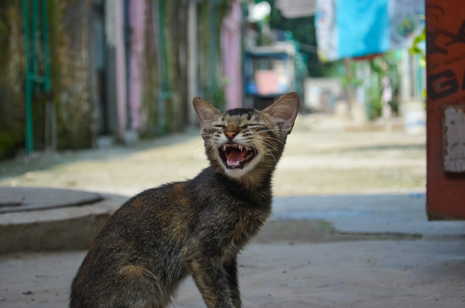 short-furred gray and brown cat