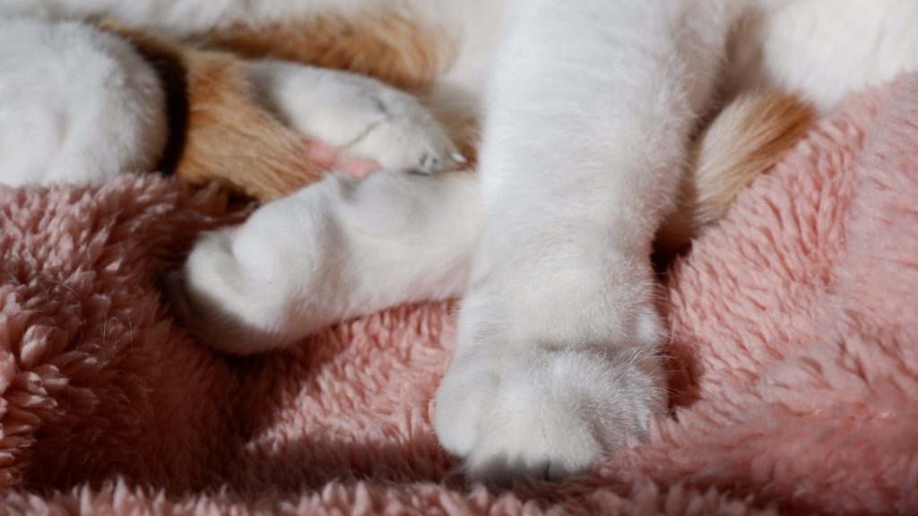 white and brown short fur cat