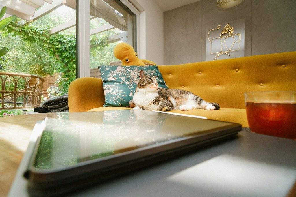 A cat is sitting on a yellow couch