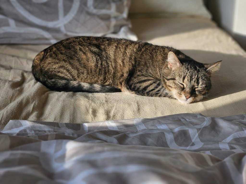 A cat sleeps peacefully on the bed.