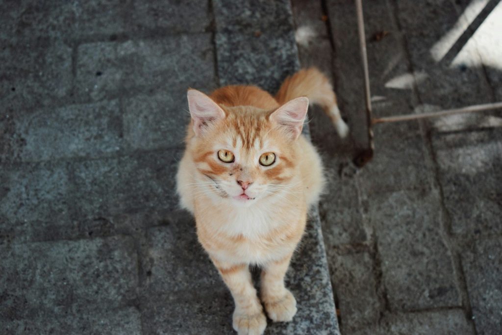 An orange tabby cat sits on a stone path.
