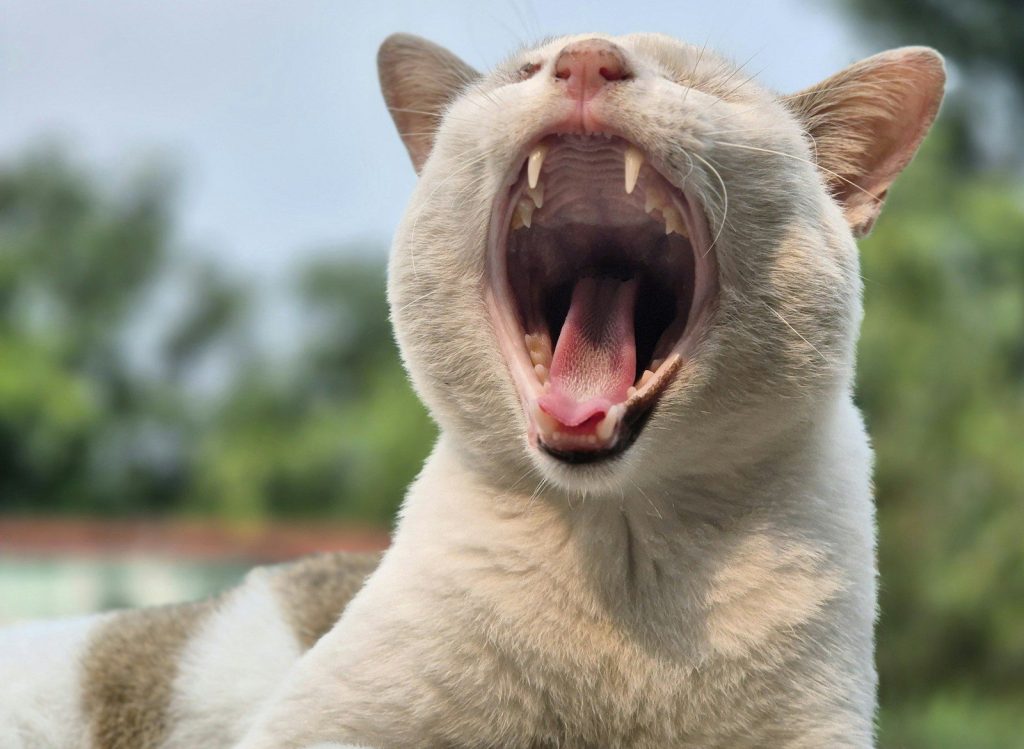 A close up of a cat with its mouth open
