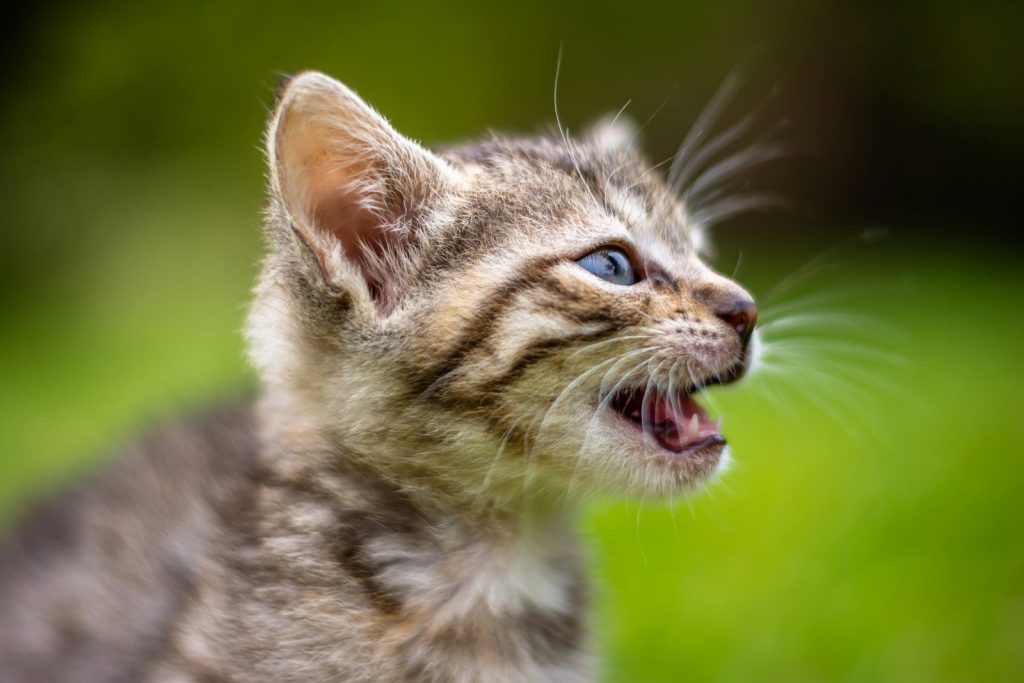 brown tabby kitten on green grass during daytime