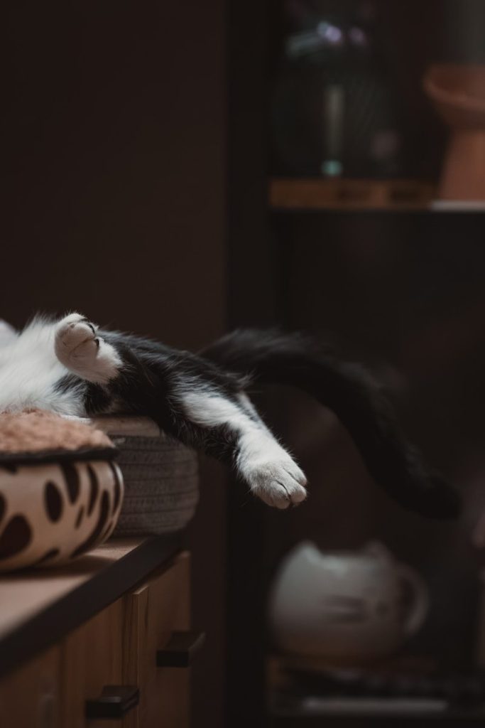 A black and white cat laying on top of a table