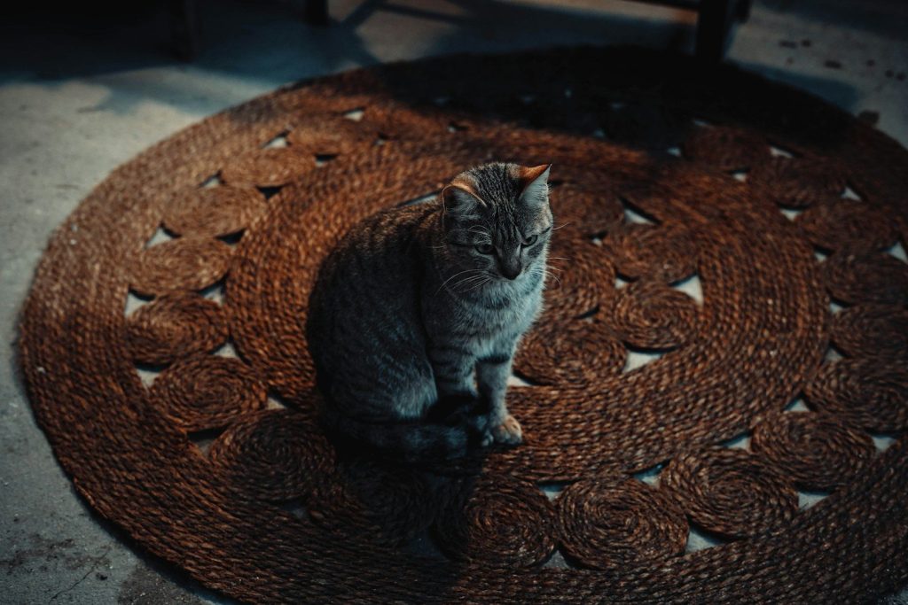 A gray tabby cat sits on a round rug.