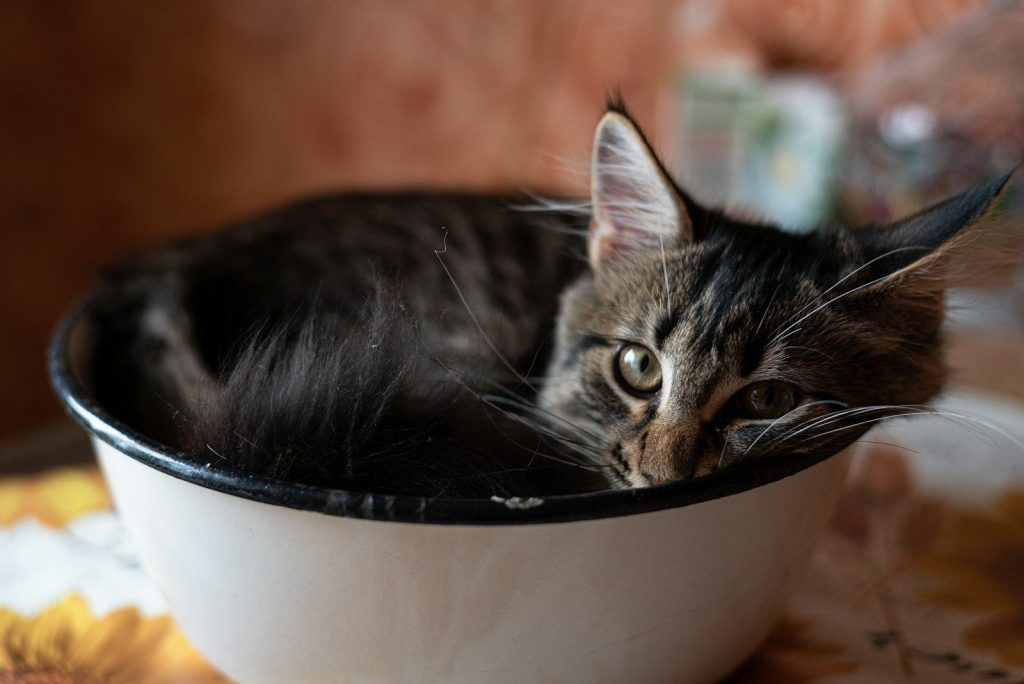 a cat in a bowl