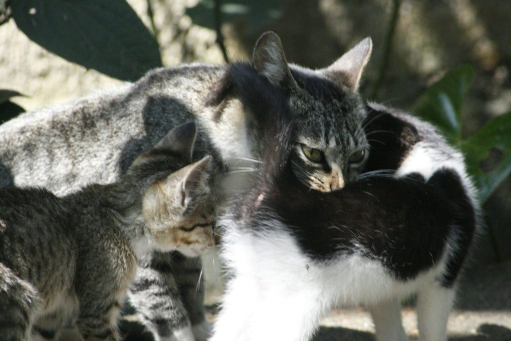 Two cats grooming outdoors in sunlight.