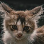 brown and white tabby cat