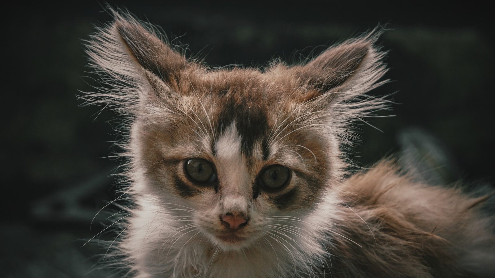 brown and white tabby cat