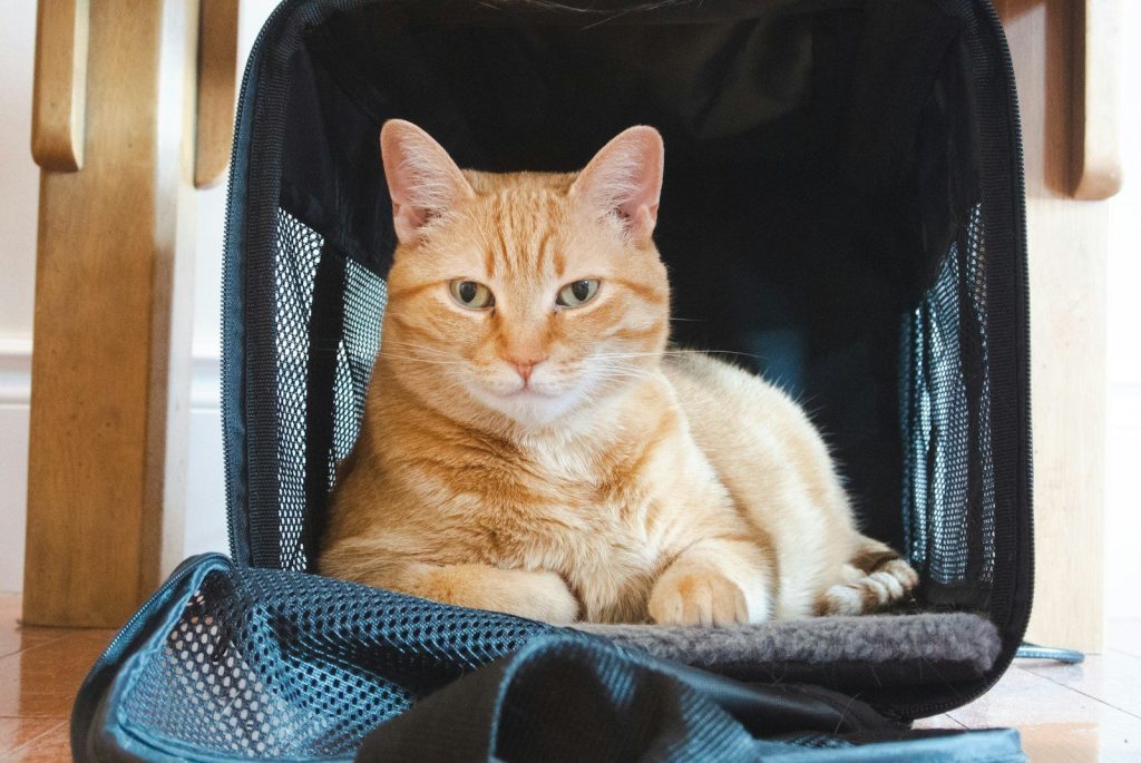 orange tabby cat on black and blue textile