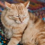 an orange cat is sitting on a colorful blanket