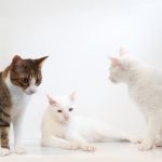 white and brown cat and white cat