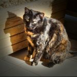adult black and brown cat