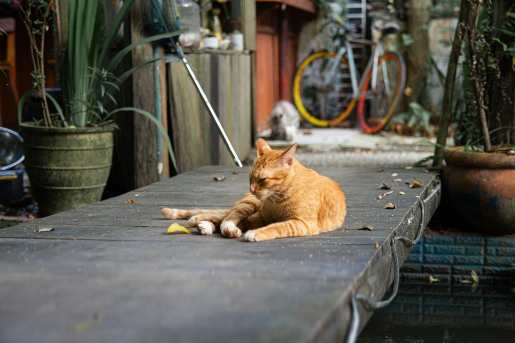 An orange cat rests on a wooden platform.
