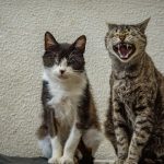 a couple of cats sitting next to each other