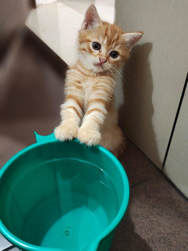 A small orange tabby kitten peeks over a bucket.