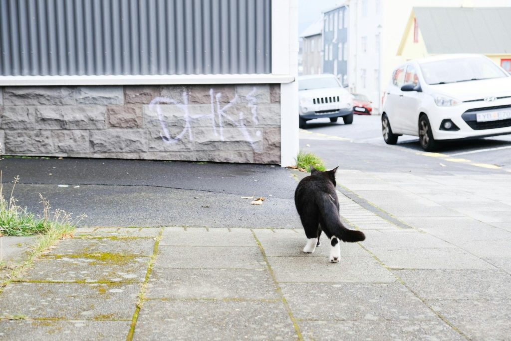 a black and white cat with a plant on its head