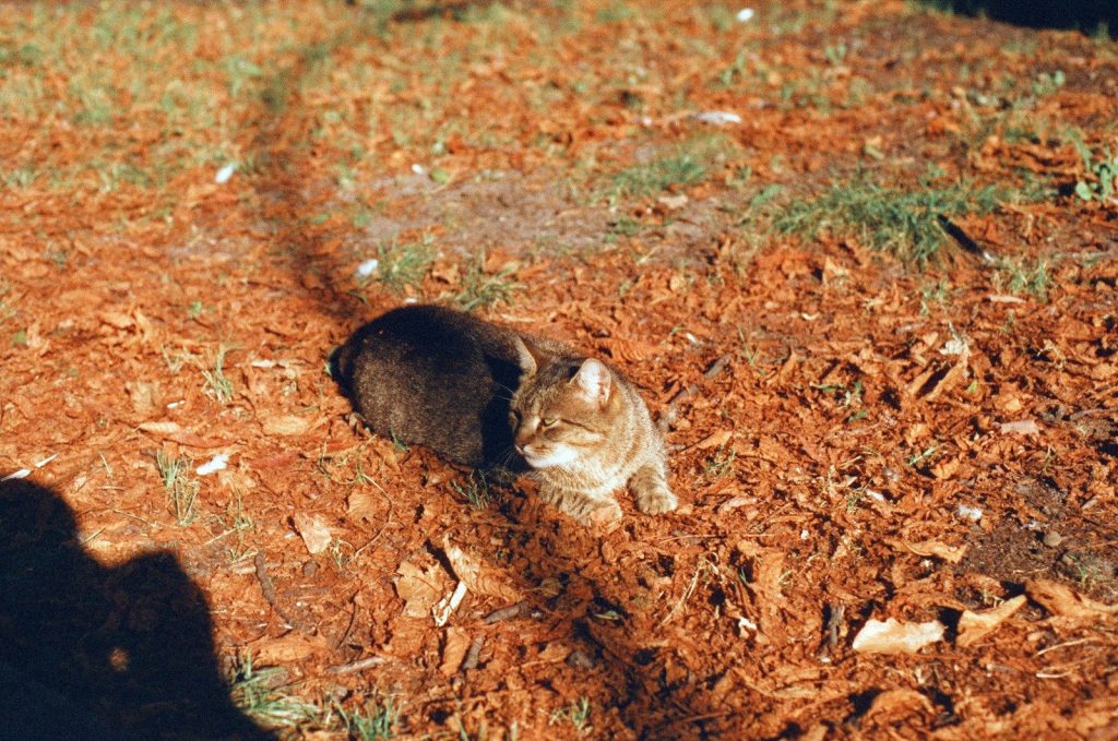 A tabby cat rests on a bed of mulch.