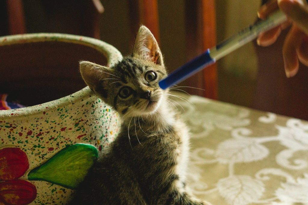 A kitten looks intently at a blue pen.
