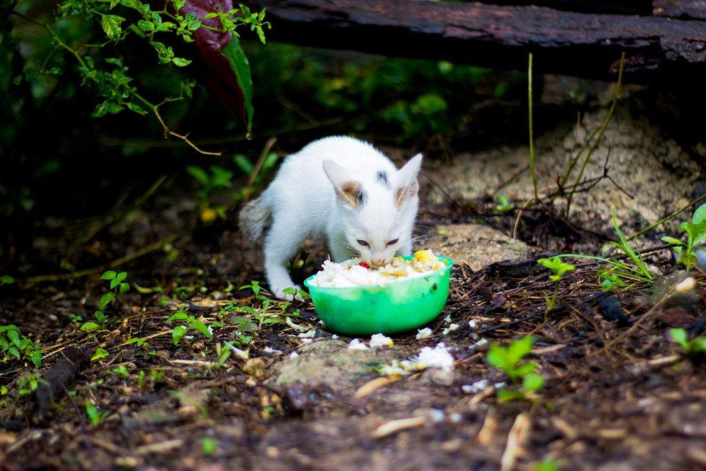 white cat eating on green bowl
