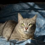 brown tabby cat on blue and white textile