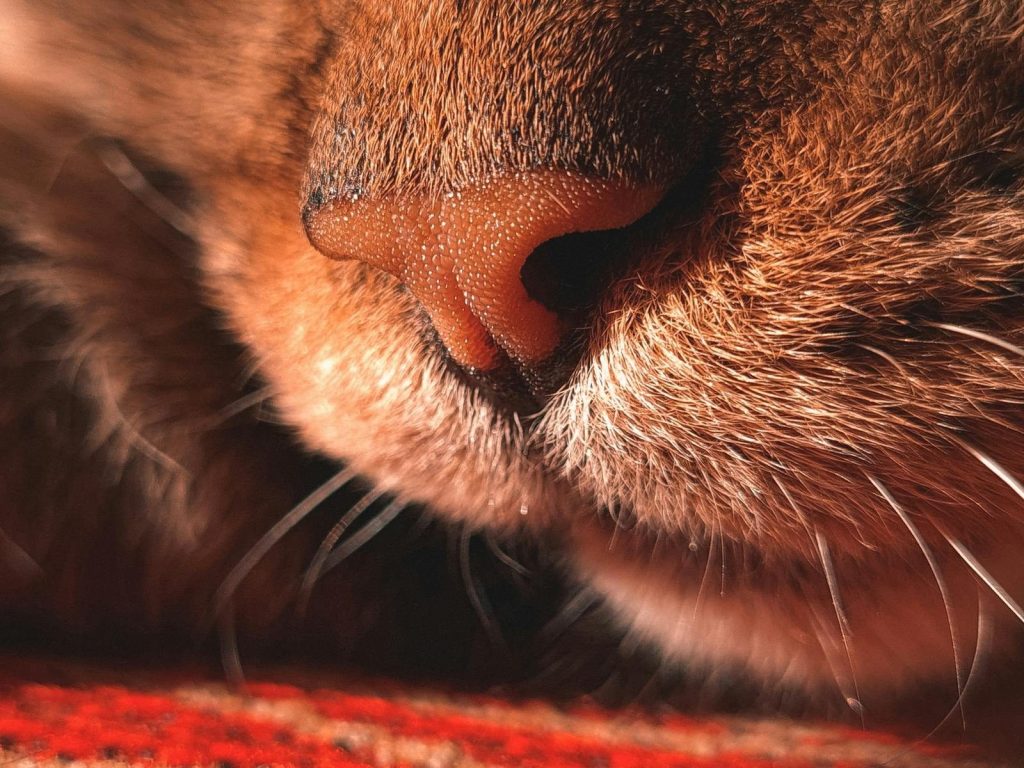 Intimate close-up photo of a tabby cat's nose and whiskers, capturing details and texture.
