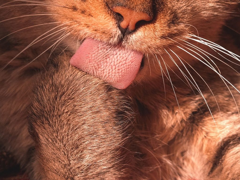 Adorable tabby cat grooming itself, focusing on whiskers and tongue.