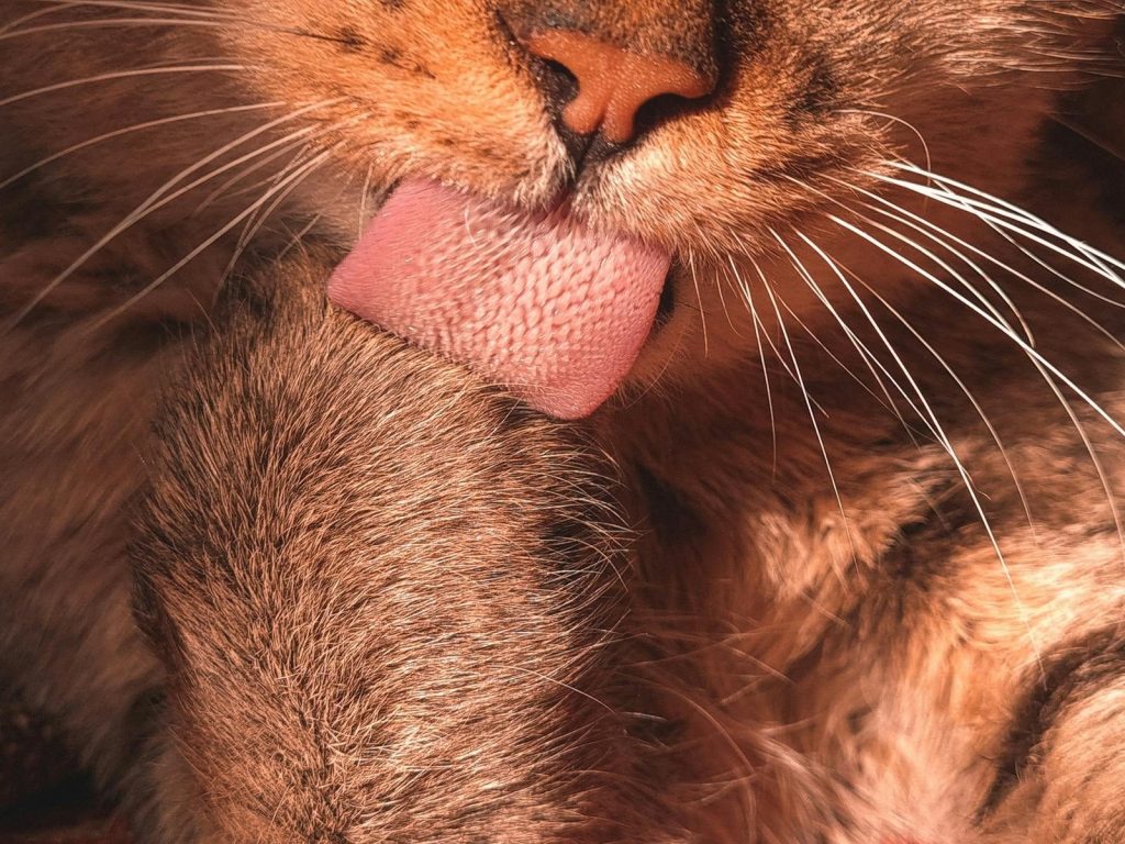 Adorable tabby cat grooming itself, focusing on whiskers and tongue.