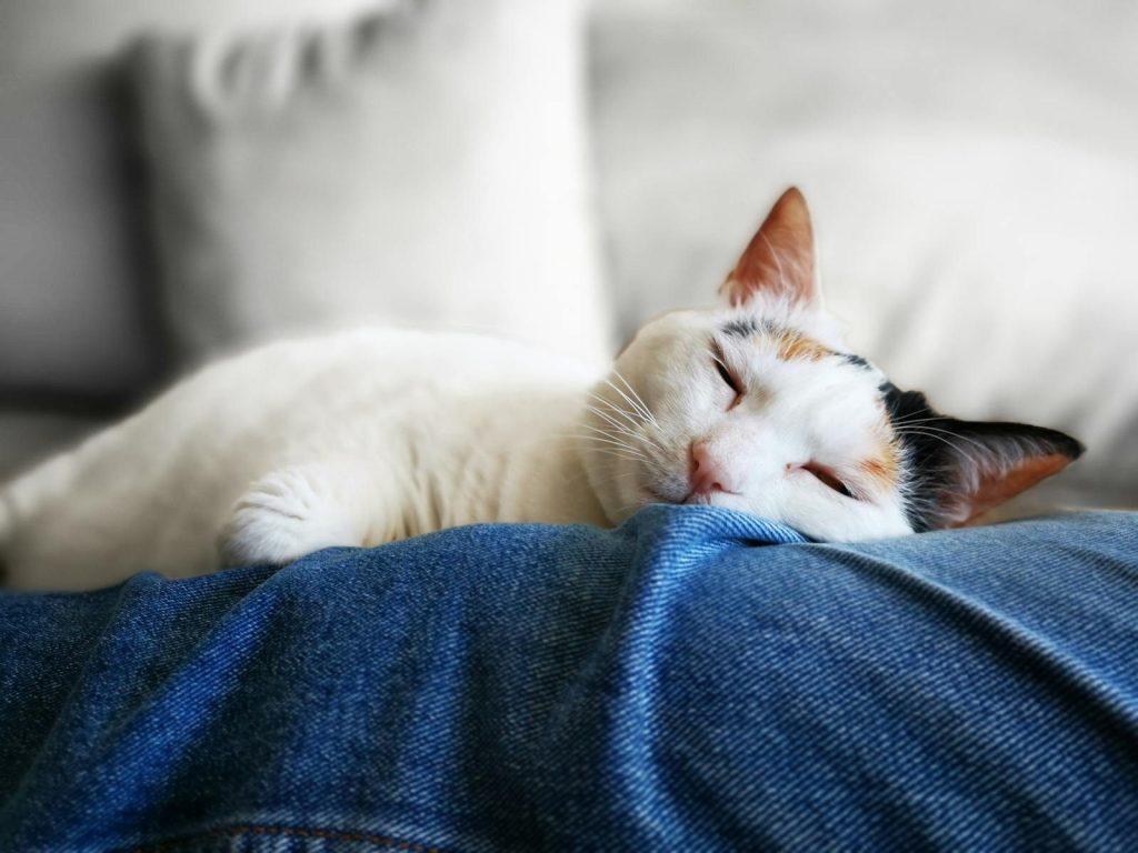 Adorable kitten sleeping on blue denim indoors, showcasing relaxed feline comfort.