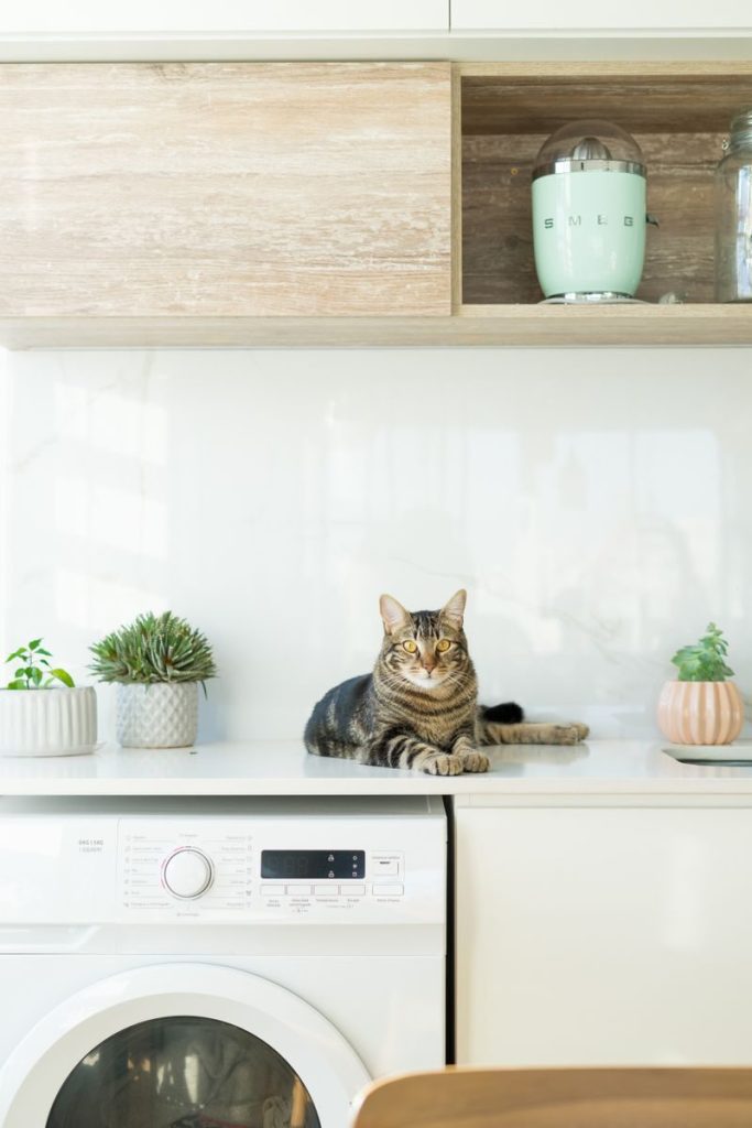 A tabby cat lounges on a kitchen counter surrounded by potted plants, adding a homely touch.