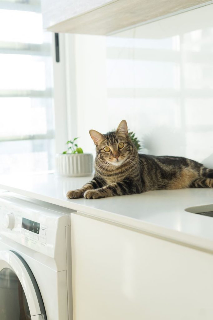 A cozy domestic cat lounging on a kitchen countertop with a washing machine nearby.