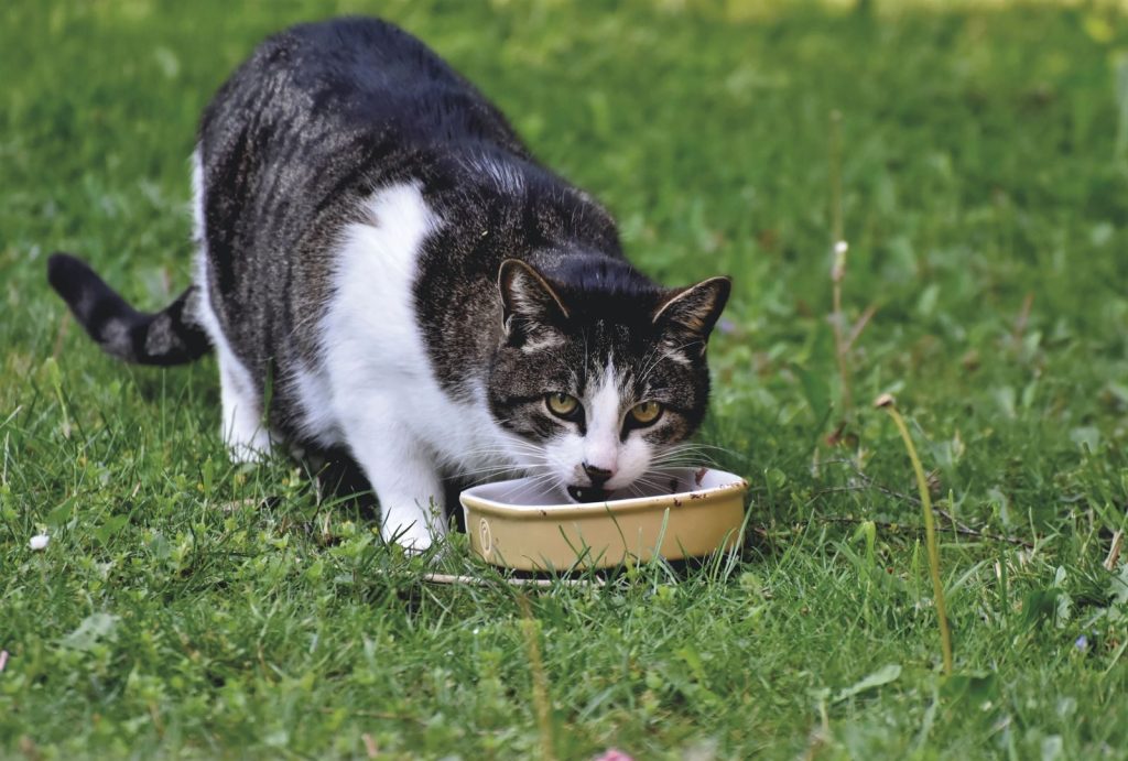 A domestic cat eats from a bowl on lush green grass, enjoying a meal outdoors.